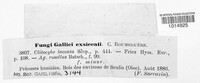 Laccaria laccata image